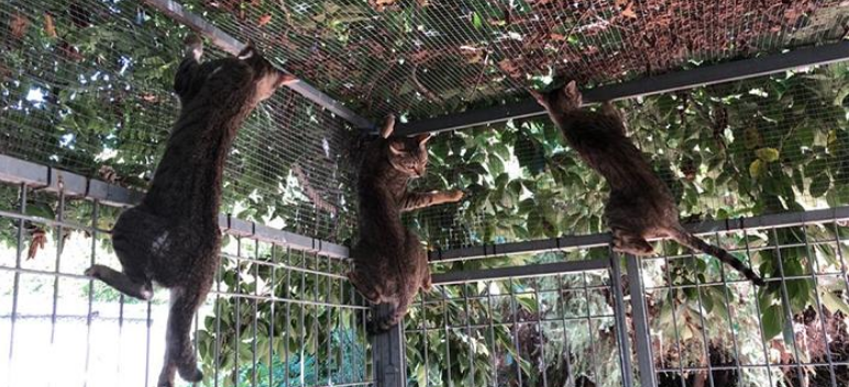 FAADA: Aconseguim la sanció d'una empresa de recollida d'animals per abandonament i manca d'atenció veterinària 1 Captura de pantalla 2022 01 22 a las 8.46.34