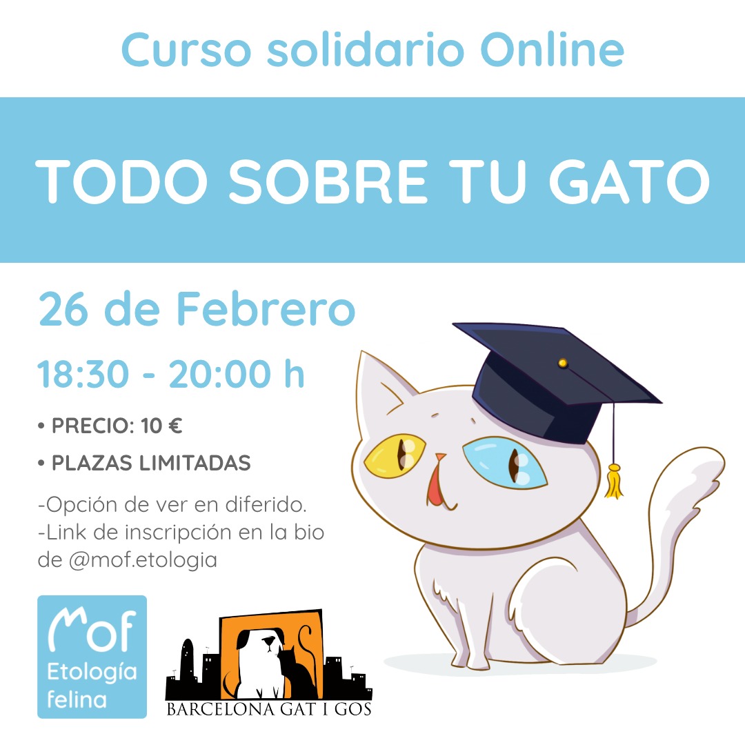 Curs solidari de Mof etologia felina: Tot sobre el teu gat 1 Formato publicacion