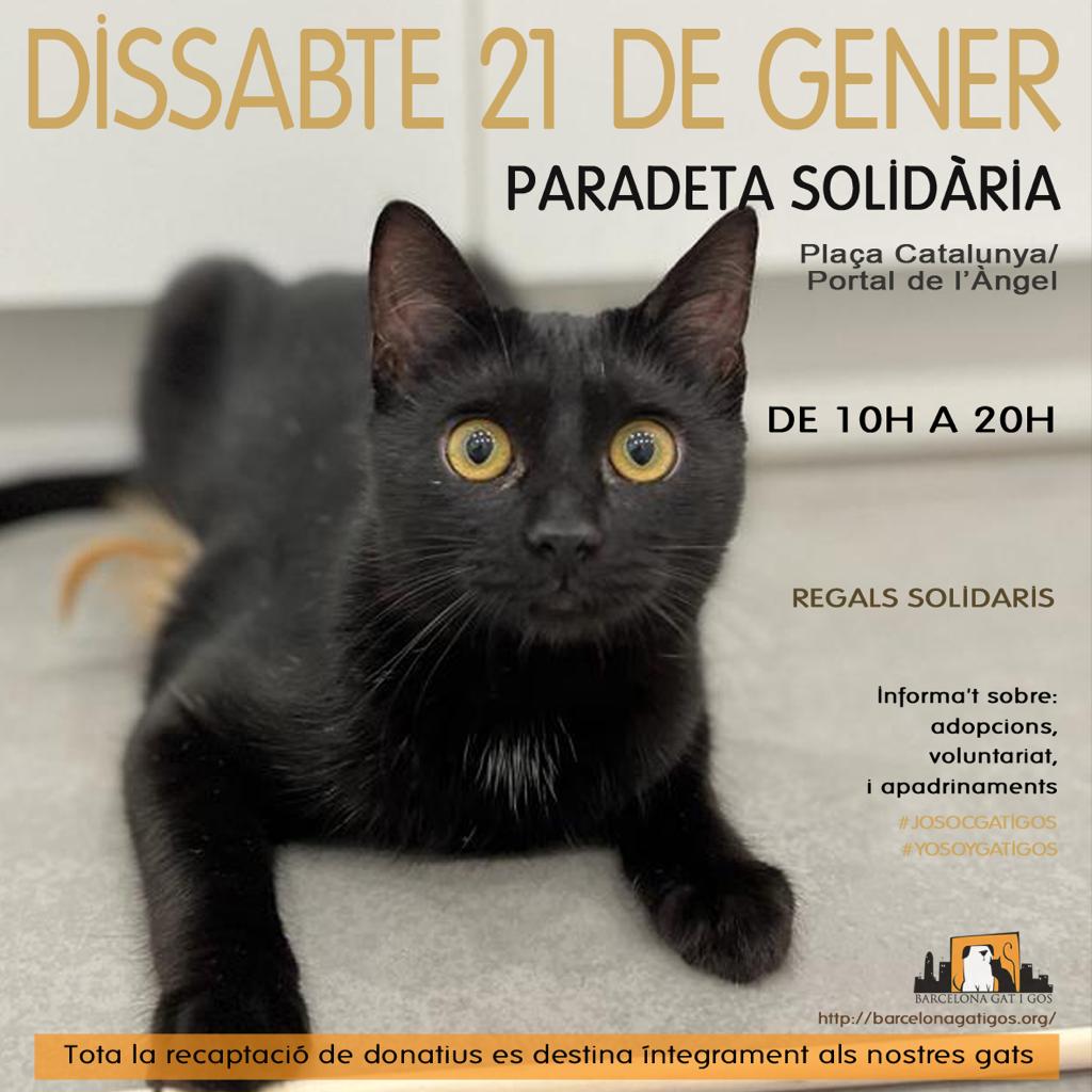 Paradeta 21 01