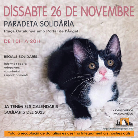 Paradeta 26 noviembre scaled 1