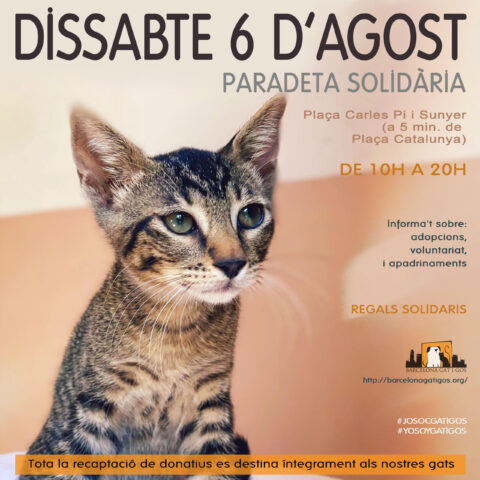 Paradeta 6 agost scaled 1
