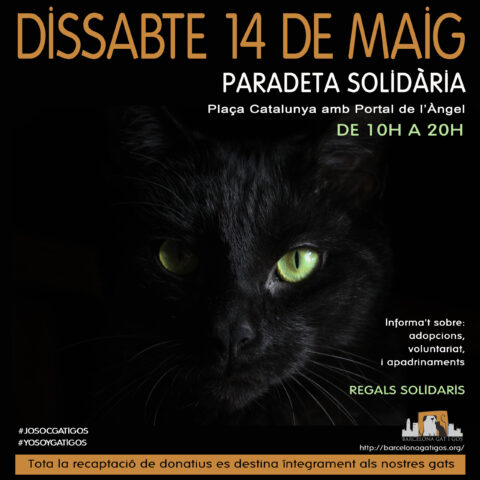 Paradeta 7 MAYO scaled 1