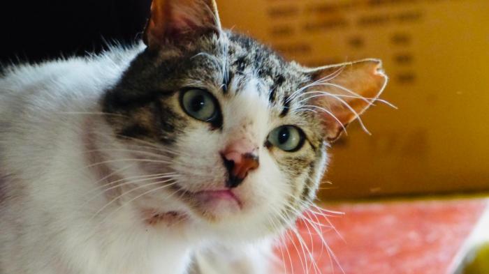 Què fa un tio xungo com tu, en un lloc com aquest? Per Madar (III) 1 a 10731559341188