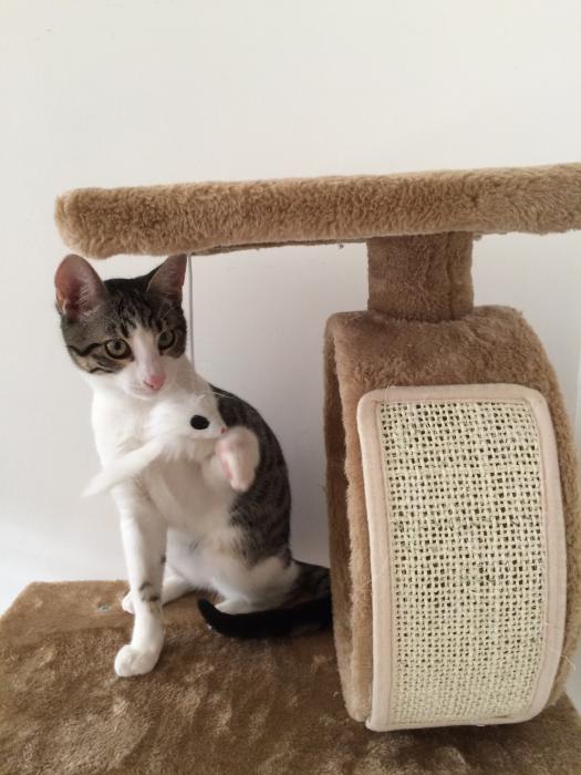 Neko. L'arribada a la nova llar 1 a 1449444090