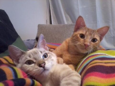 anais y ron 1