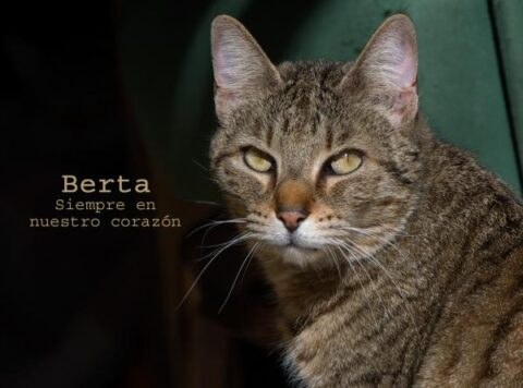 berta