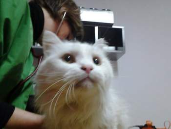 copito