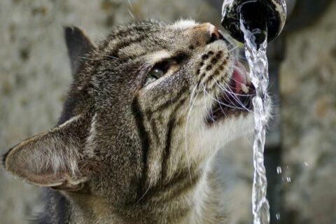 gatagua 1