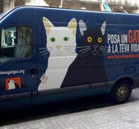 gatmovil