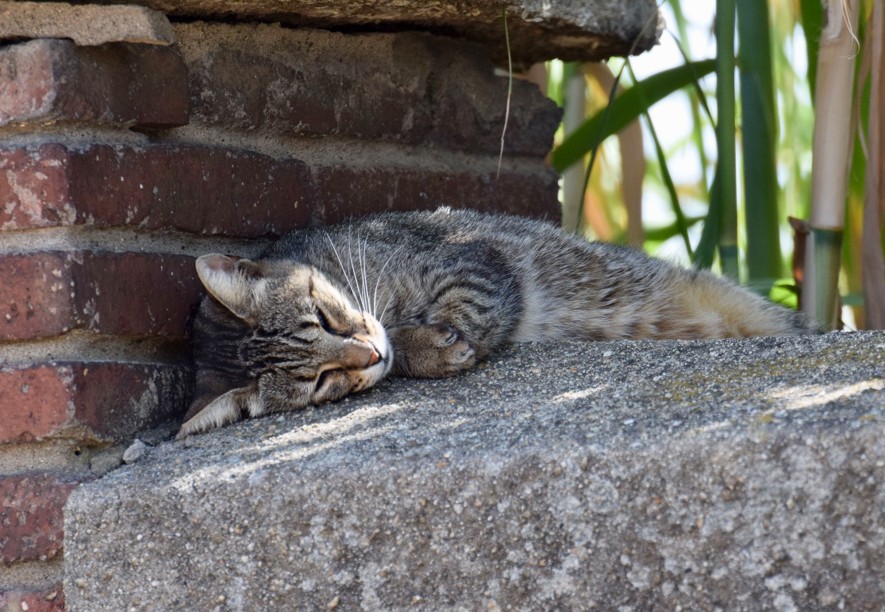 image cat 105201