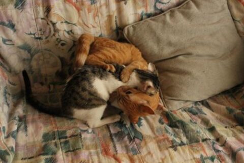 isis y gatxan 2