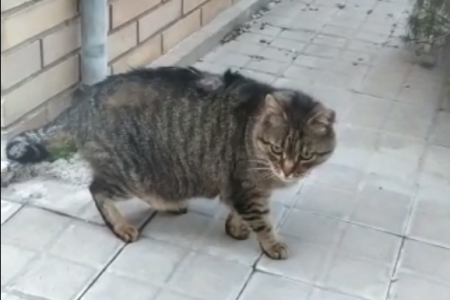 neni