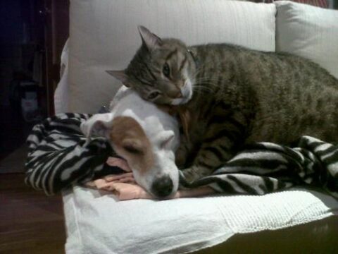 perrita loli y momo