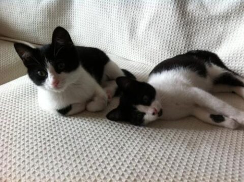 shiva y athos 9