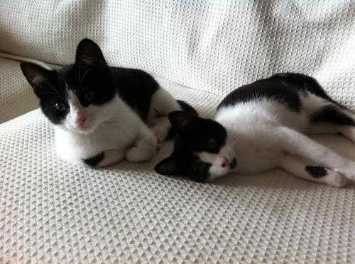 shiva y athos 9