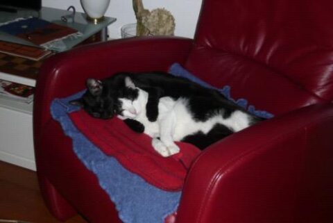 thor y micky